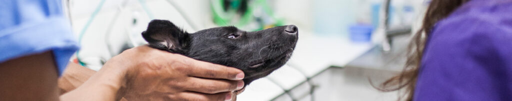 Cirugía de urgencia veterinaria el escenario que nadie quiere pero que ocurre cada día