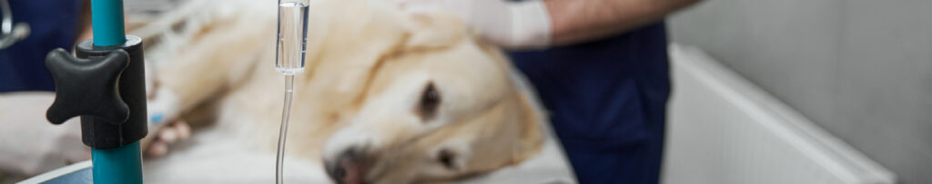 Hospitalización en la urgencia veterinaria el coste que más sorprende