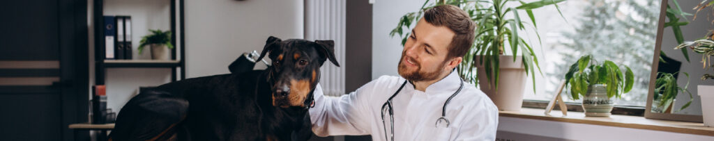 La consulta de urgencia veterinaria el primer coste (y el más engañoso)