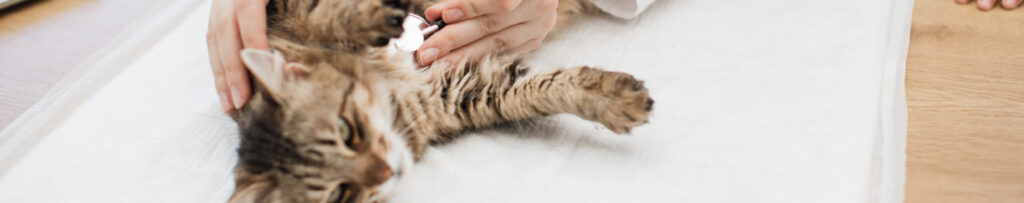 Urgencia veterinaria con gato ¿los costes son iguales