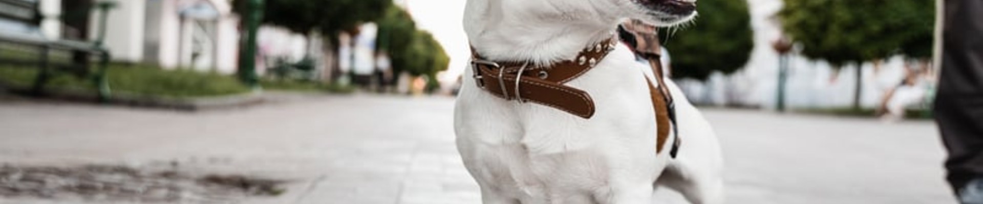 Cuándo es obligatorio el seguro de responsabilidad civil para perros en España