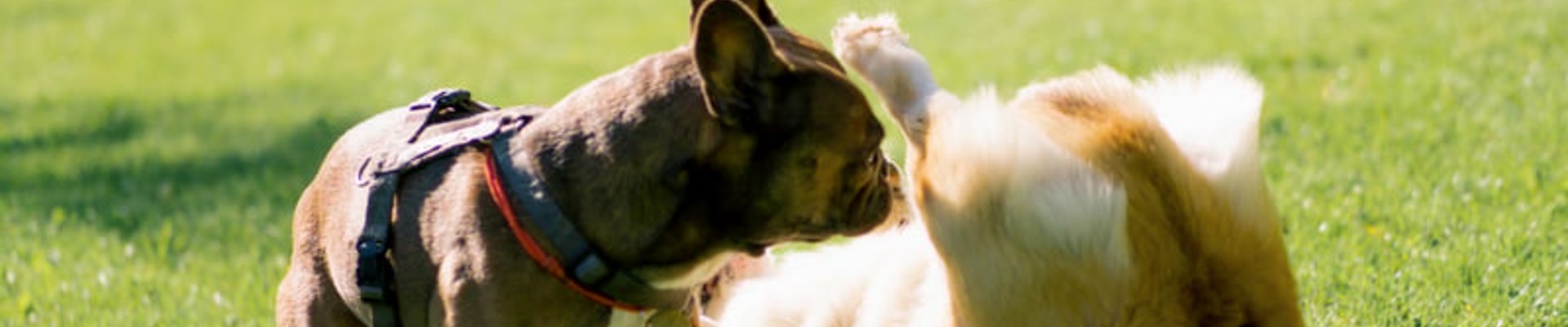 Cinco escenarios reales que un seguro de responsabilidad civil para perros sí indemniza