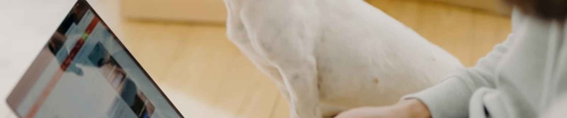 Cómo elegir el mejor seguro de responsabilidad civil para perros