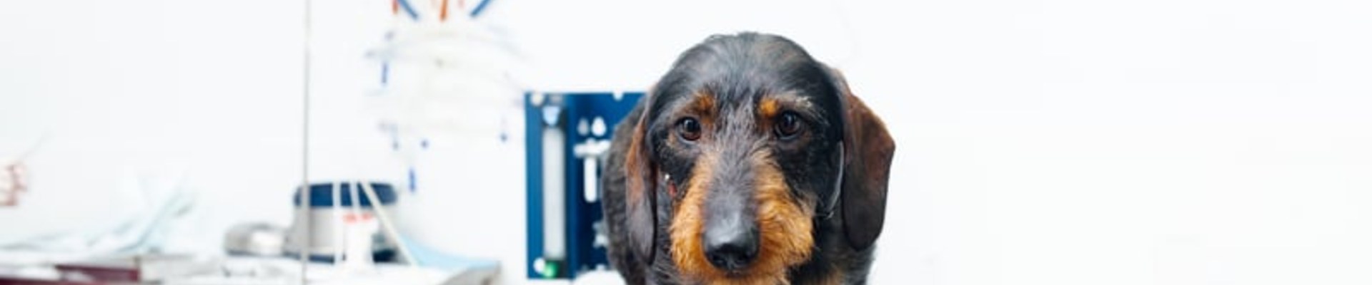 Qué cubre una responsabilidad civil para veterinarios cuando te reclaman